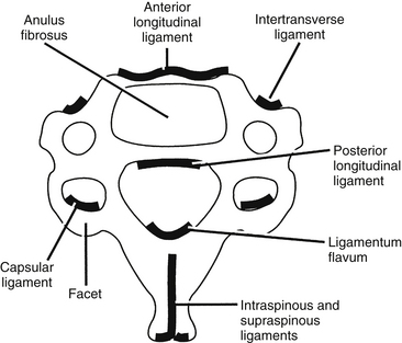 Cervical Spine And Cervicothoracic Junction | Neupsy Key