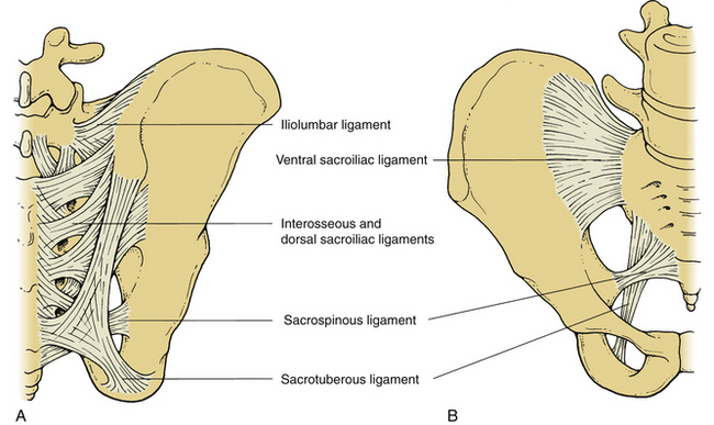 Ventral Sacroiliac Ligament