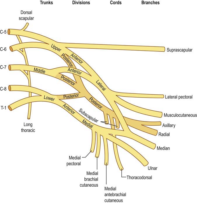 anatomy for surgeons hollinshead