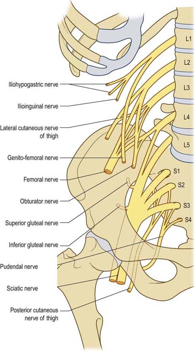 Anatomy and Neurophysiology | Neupsy Key