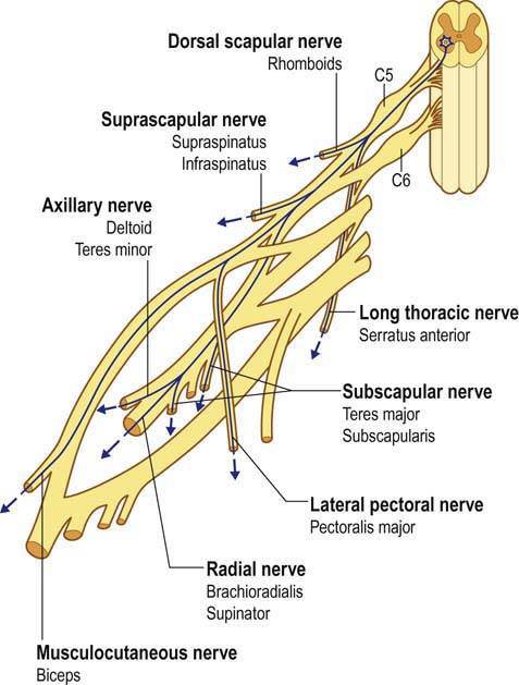 Anatomy and Neurophysiology | Neupsy Key