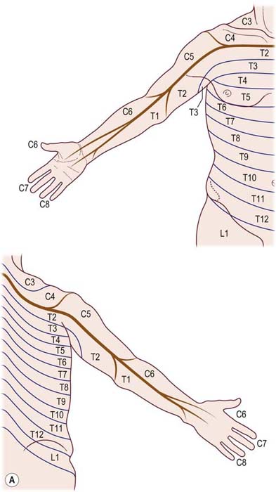 Anatomy and Neurophysiology | Neupsy Key