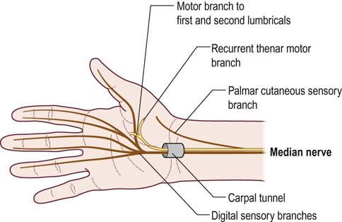 Median Neuropathy at the Wrist | Neupsy Key