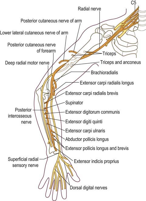 Radial Nerve Course Superficial Radial Nerve YEUAQO Radial Nerve Course Superficial Radial Nerve YEUAQO