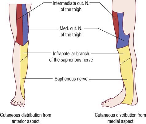 Femoral Neuropathy | Neupsy Key