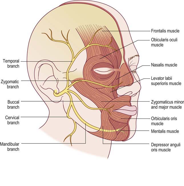 Facial Nerve Supply 102
