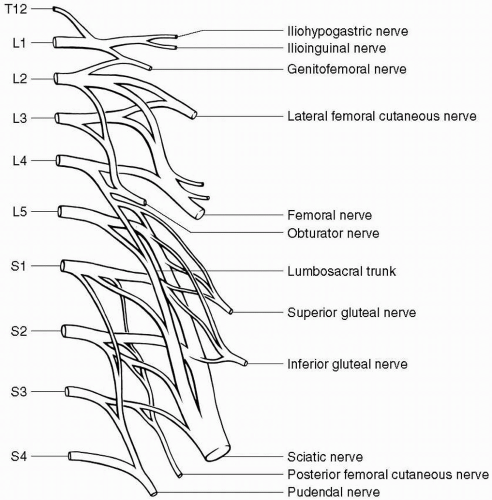 Radiculopathies and Motor Neuron Disease | Neupsy Key