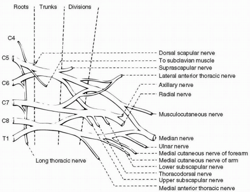 Plexopathies and Myopathies | Neupsy Key