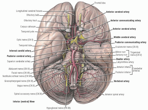 Brief Review Of The Anatomy Of The Head Spine Brain And