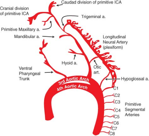 Embryology of the Cranial Circulation | Neupsy Key