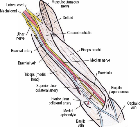 Unusual course of the median nerve through the forearm. A-Medial