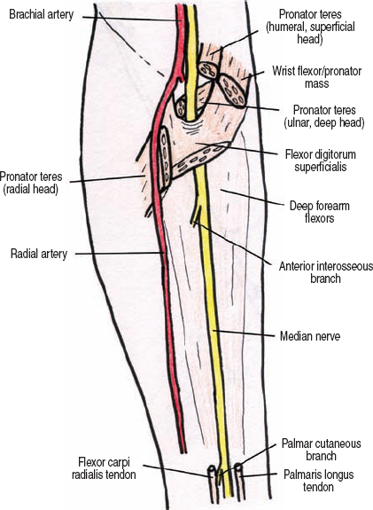 median nerve forearm