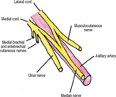 The Diagnostic Anatomy of the Ulnar Nerve | Neupsy Key