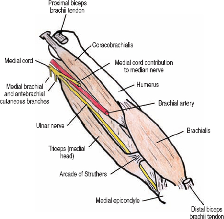 ASPN - Interfascicular Anatomy of the Motor Branch of the Ulnar