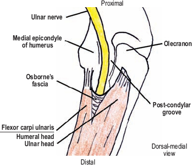 groove for ulnar nerve humerus