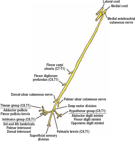 The Diagnostic Anatomy of the Ulnar Nerve