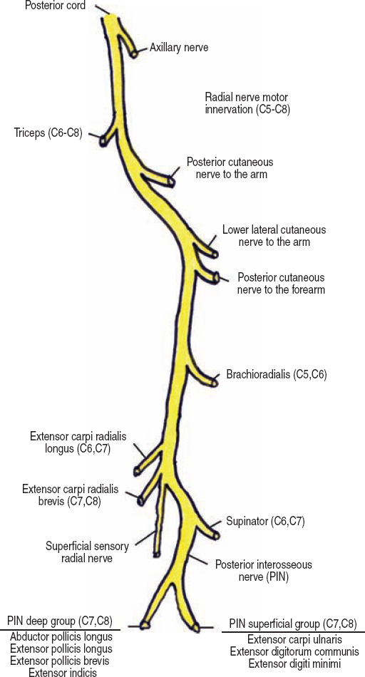 The Diagnostic Anatomy  of the Radial Nerve  Neupsy Key