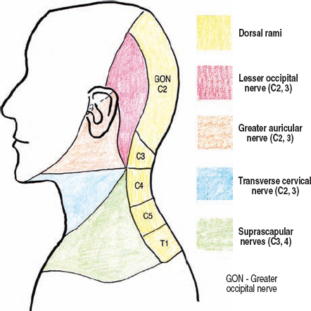 The Diagnostic Anatomy of the Brachial Plexus | Neupsy Key