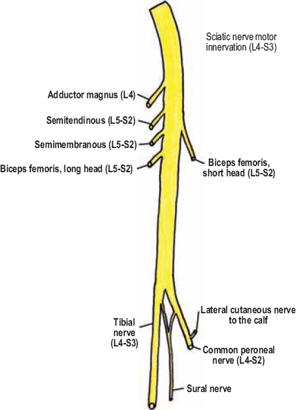 sciatic nerve branches