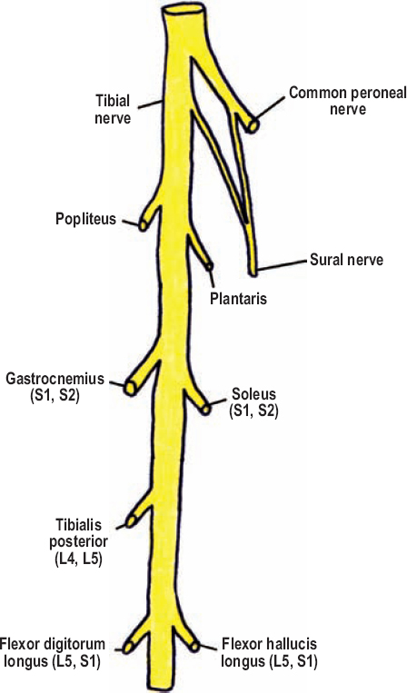 The Diagnostic Anatomy of the Sciatic Nerve | Neupsy Key