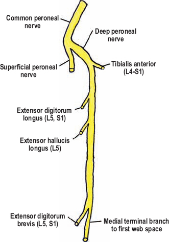 The Diagnostic Anatomy of the Sciatic Nerve | Neupsy Key