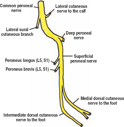 The Diagnostic Anatomy of the Sciatic Nerve | Neupsy Key