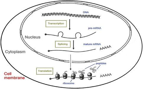 Genetics | Neupsy Key