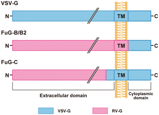 A316176_1_En_12_Fig2_HTML.gif