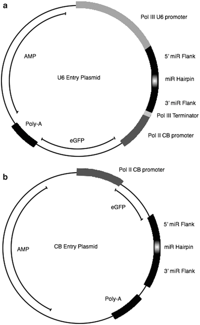 A316176_1_En_5_Fig3_HTML.gif