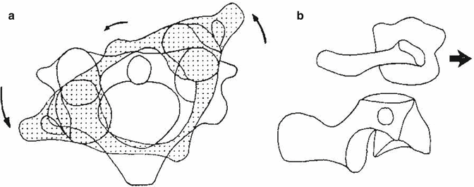 Functional Anatomy and Biomechanics of the Cervical Spine | Neupsy Key