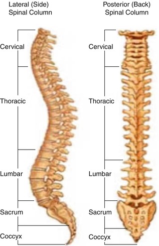 33 spine align