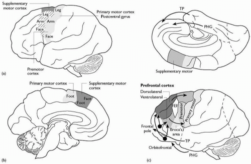 Neuroanatomy | Neupsy Key