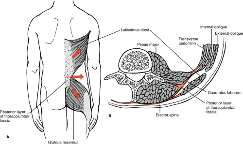 Thoracolumbar Fascia Attachments Thoracolumbar Fascia Attachments