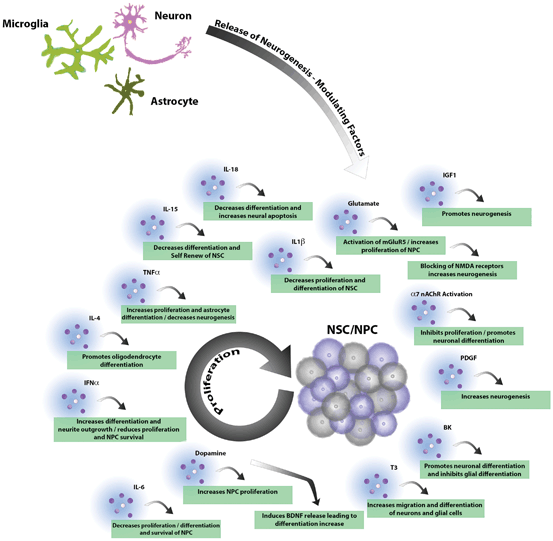 Basic Studies On Neural Stem Cells In The Brain | Neupsy Key