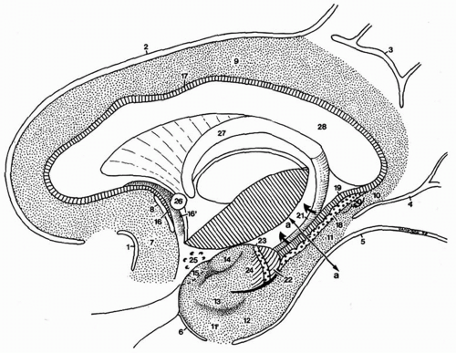 hippocampus anatomy gyri
