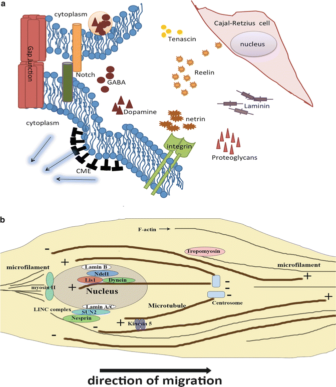 The Dynamics Of Neuronal Migration Neupsy Key