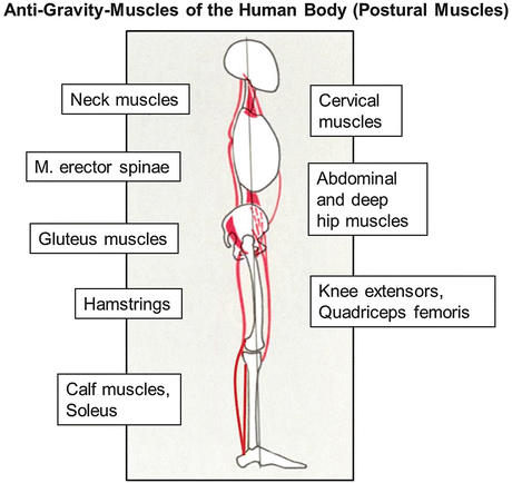 항중력근(Antigravity muscle)과 코어 근육(Core-muscle)의 정의와 기능 (1. 이론) : 네이버 블로그