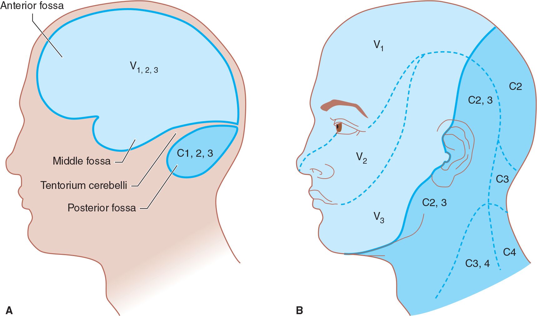 Nerve Root Distribution