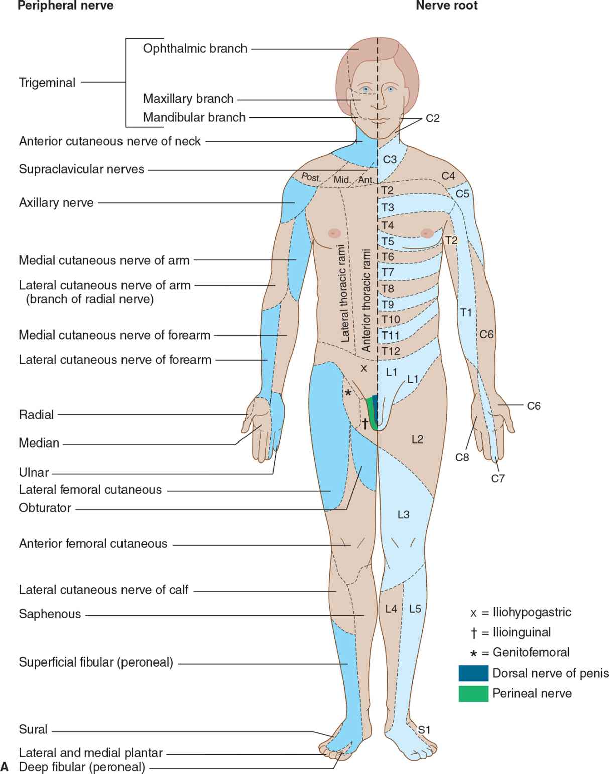 Sensory Disorders | Neupsy Key