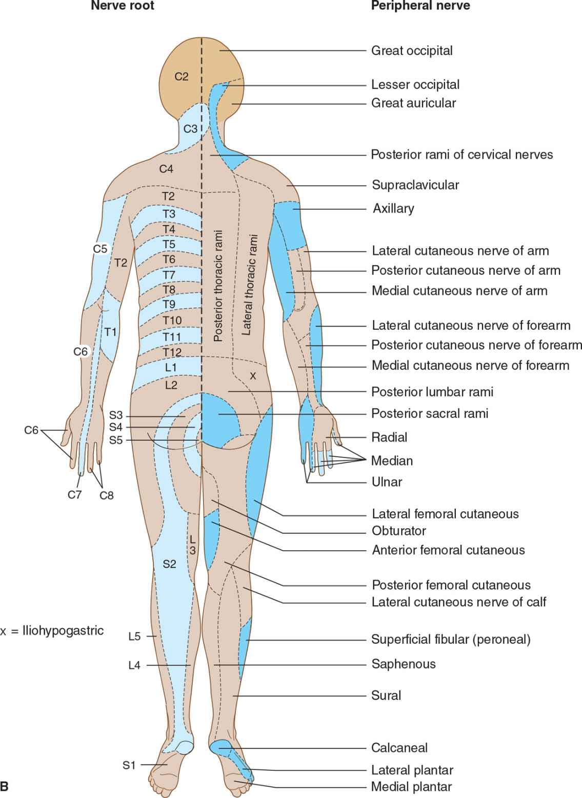 Sensory Disorders | Neupsy Key