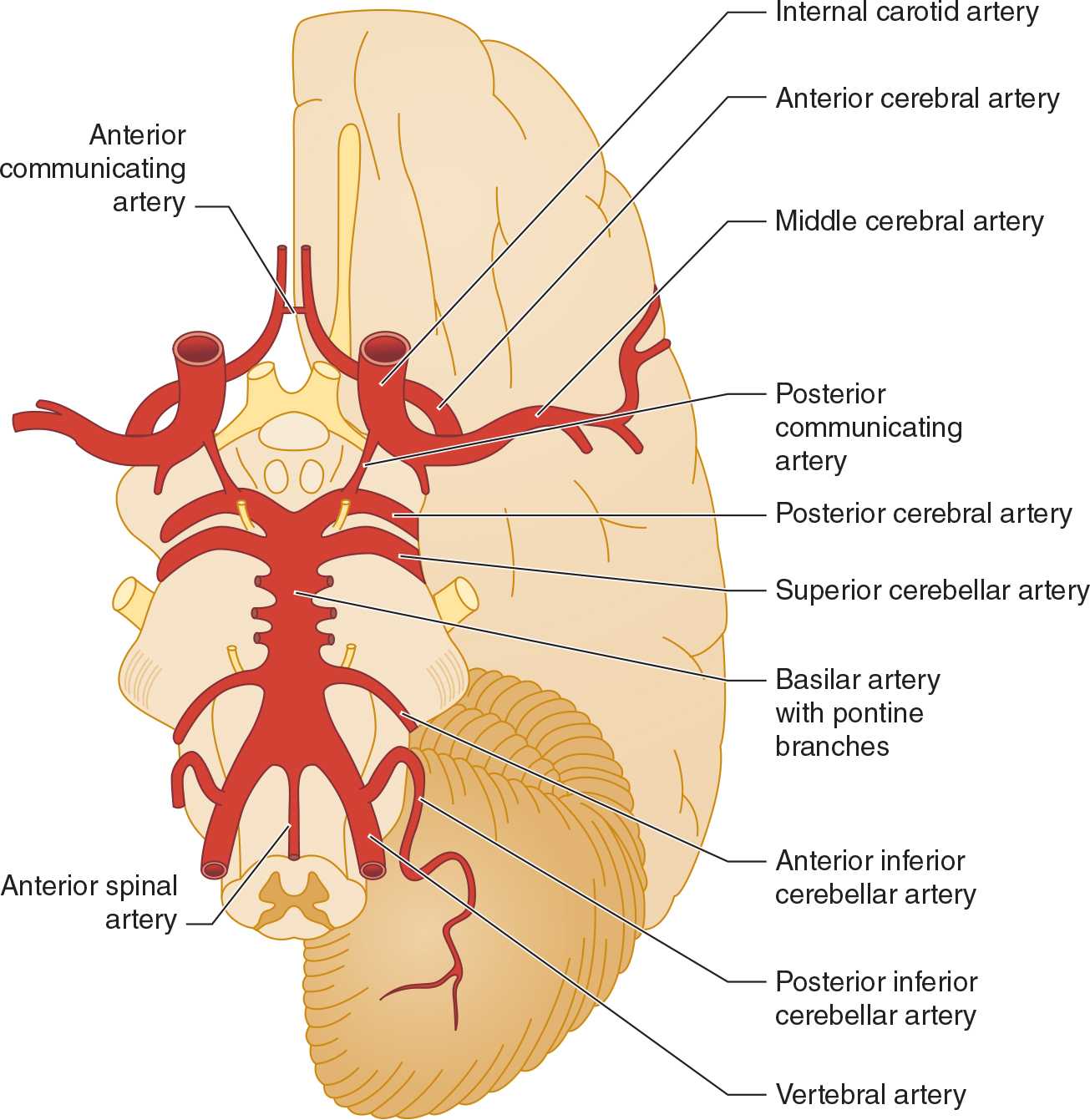 anterior cerebral artery stroke case study