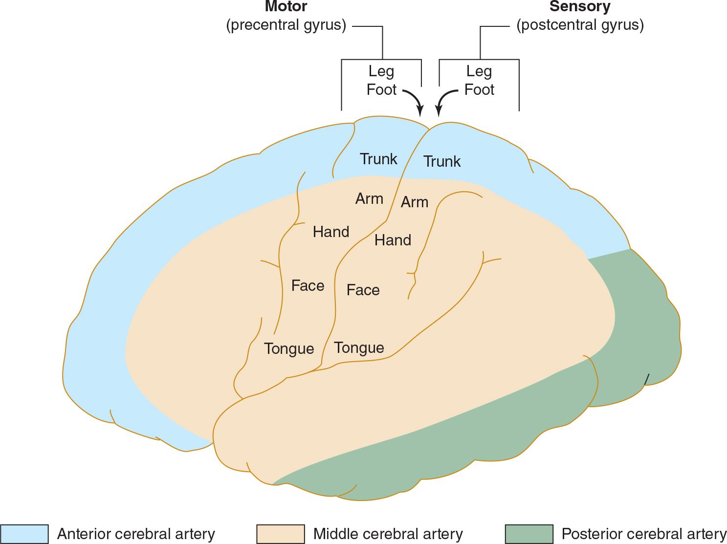 middle cerebral artery homunculus