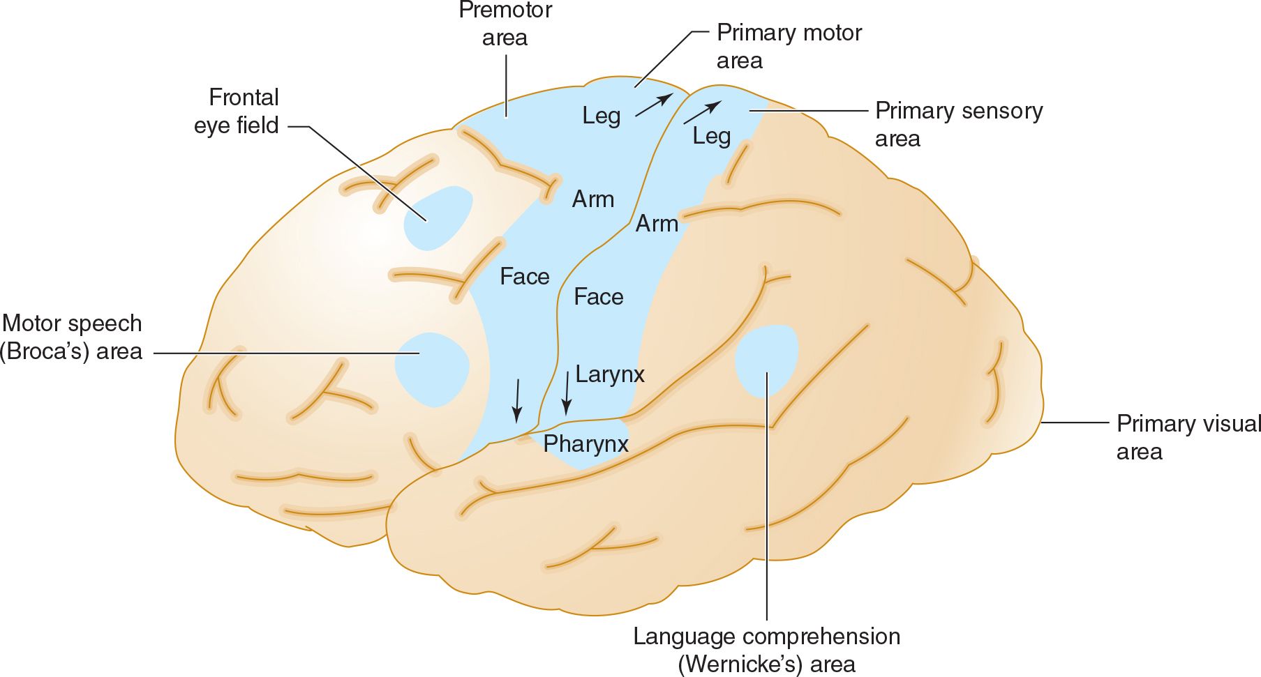 Stroke Neupsy Key