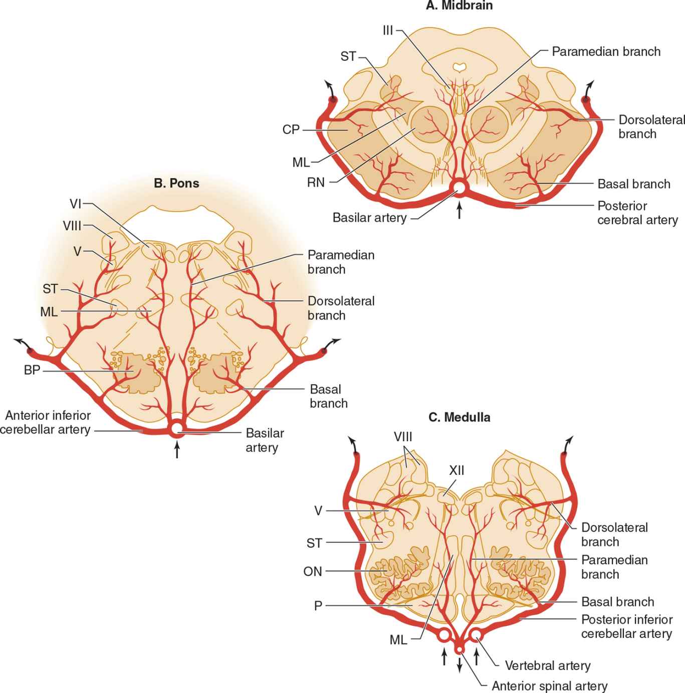 brainstem cva