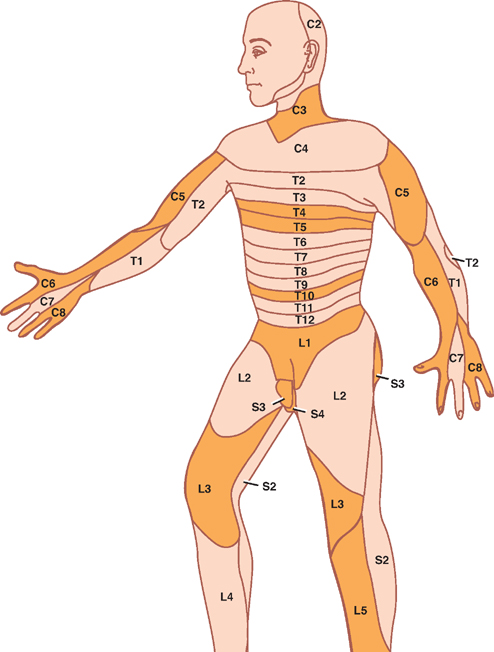 Тело управляет человеком. Дерматомы тела человека схема. Дерматом s1. Дерматомы тела человека схема по нервам. Дерматомы шеи.