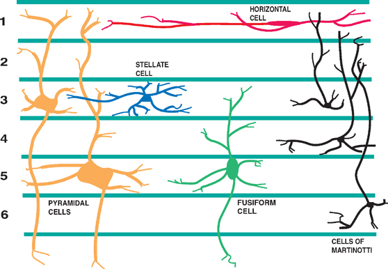 Cerebral Cortex Neupsy Key