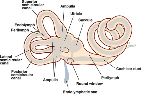 The Neurology of the Auditory and Vestibular Systems