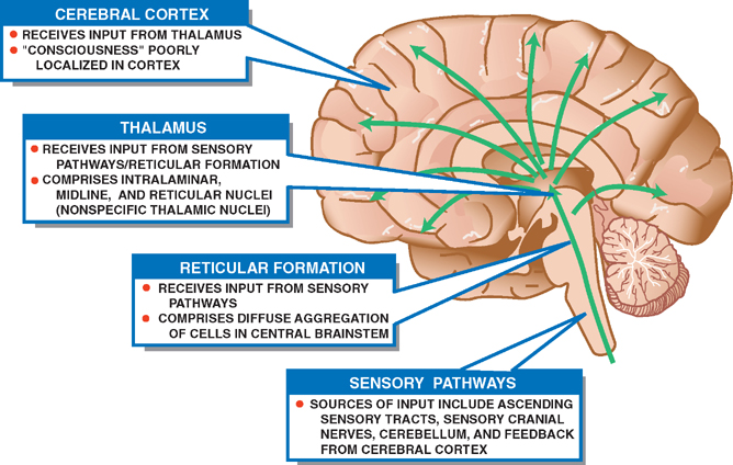 what-is-the-reticular-formation-responsible-for-slidesharedocs