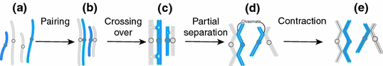 A270723_1_En_4_Fig3_HTML.gif