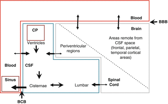 Anatomy of CSF-Related Spaces and Barriers Between Blood, CSF, and ...